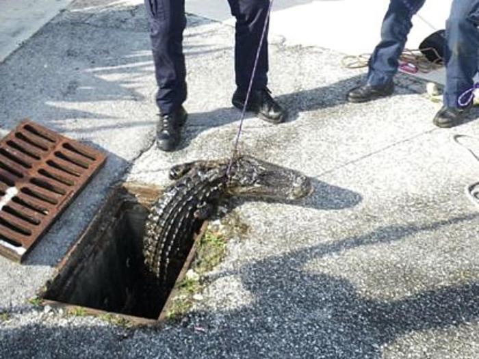 Пожарные Майами-Дейд вытаскивают 7-футового аллигатора из ливневой канализации в жилом районе