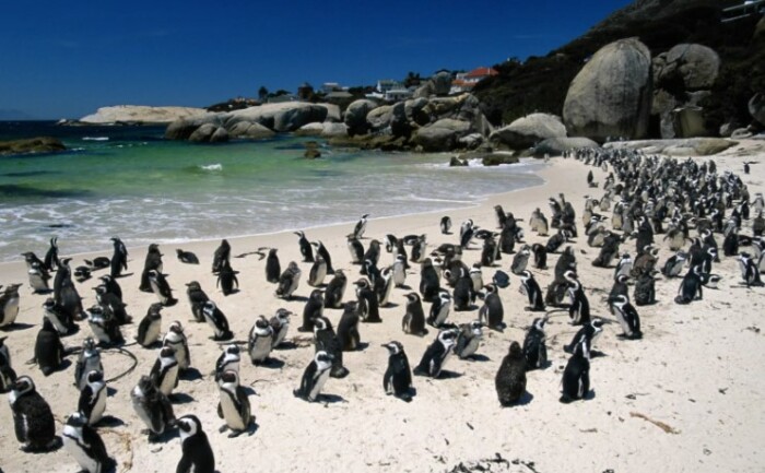 Пингвины подходят довольно близко к жилищу человека. 