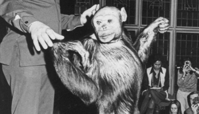 Американский гибрид обезьяны и человека. 
