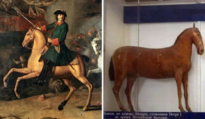 Во всех сражениях первого десятилетия XVIII века рядом с Петром I была Лизетта, которая, как писал Осип Беляев:  «Несмотря на женское имя, лошадь сия есть жеребец персидской породы»