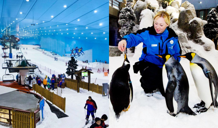 В жарком Дубае можно не только прокатиться на лыжах, но и посмотреть на шоу пингивнов