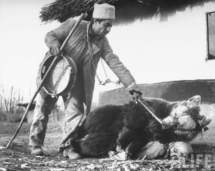 Вожак медведя разыгрывает сценку лечения для корреспондента журнала 