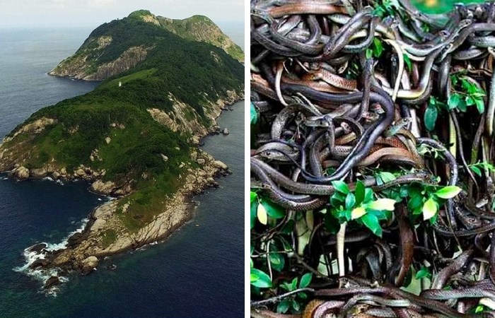Змеиный остров в Бразилии