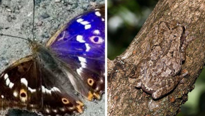 Под разными углами изображение может изменять оттенки, как некоторые бабочки или другие живые существа.