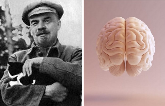 После смерти Ленина, соратники решили доказать гениальность вождя, исследовав его мозг.