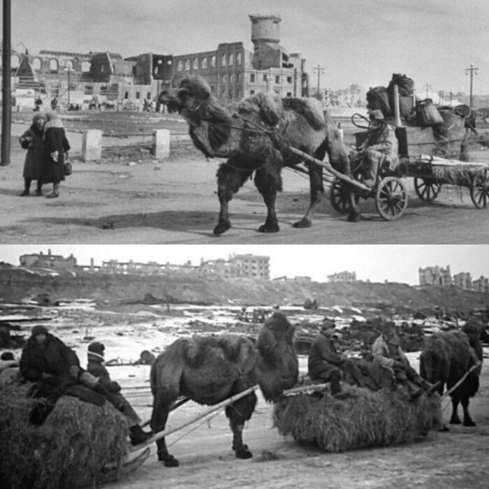Официально верблюдов в РККА начали «мобилизовать» в 1942 году, во время боев за Сталинград.