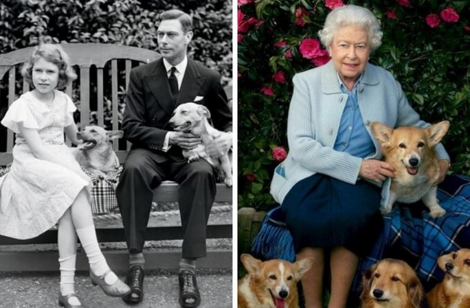 Королева любит животных и собак породы корги
