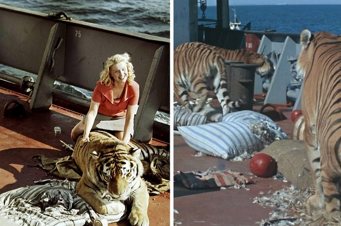 Тигры и лев играли свои роли наравне с людьми, но их очень все боялись, кроме дрессировщицы Маргариты Назаровой.