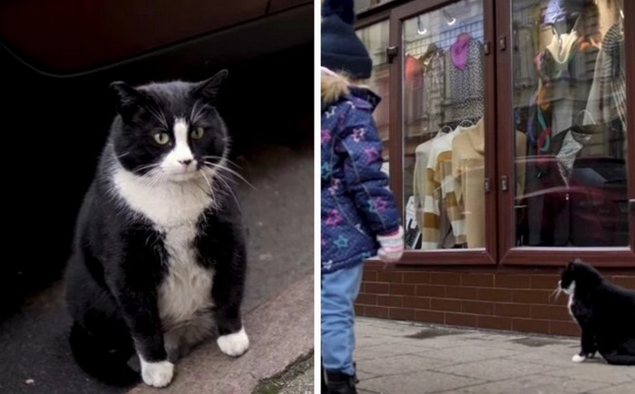 Однажды кот Гацек появился на улице в городе Щецин, и стал местной достопримечательностью. 