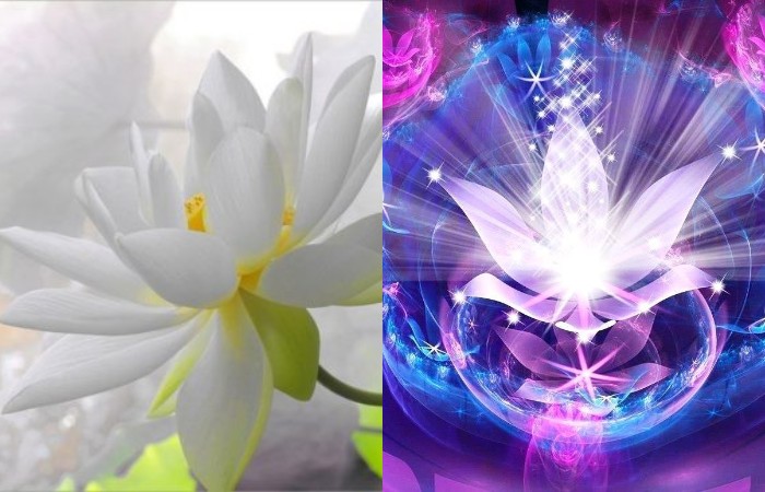 Почему для буддистов так важен лотос, и какие символы скрыты в этом цветке