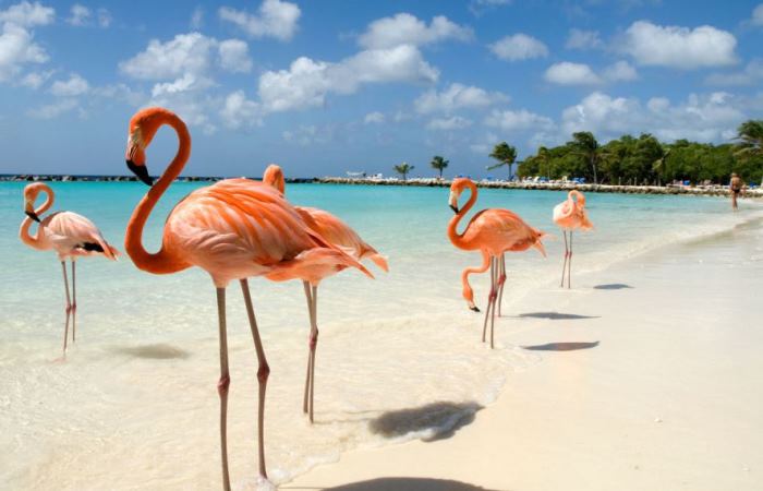 Фламинго в Арубе можно встретить повсюду. Фото: traveling.by