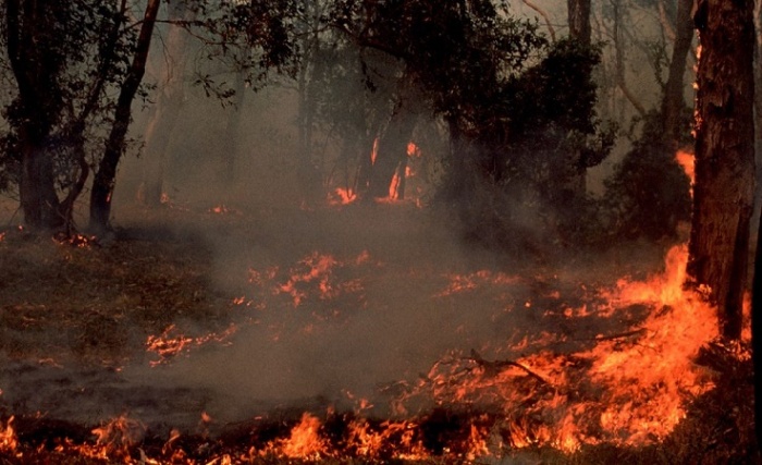 Ежегодно на планете вспыхивают тысячи лесных пожаров / Источник: bbc.com