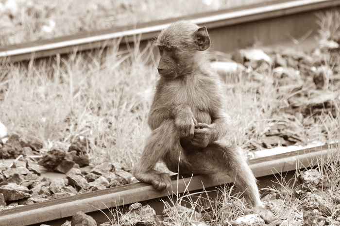 Как обезьяна, которая любила бренди, 10 лет работала на железной дороге за  еду и выпивку