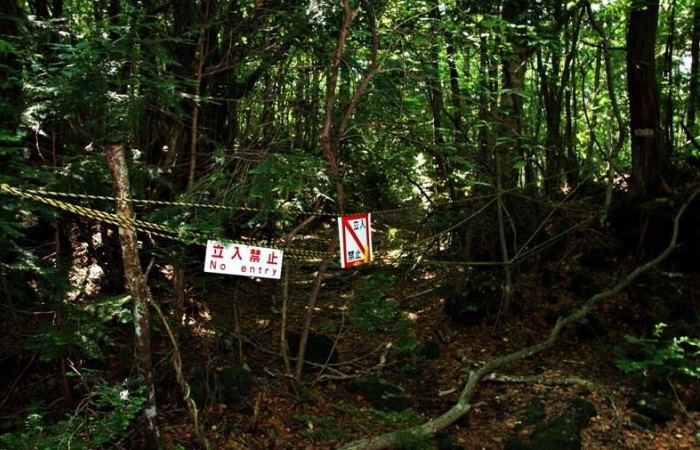 Таблички, предупреждающие об опасных местах в лесу. Фото: orangesmile.com