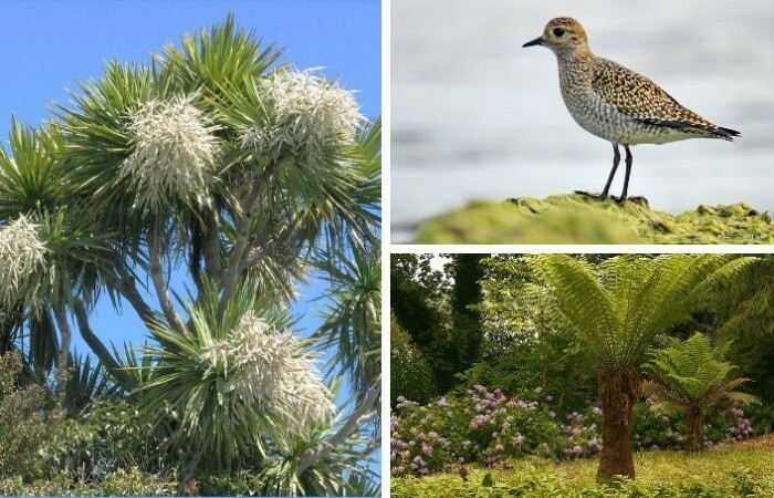 Редкие экземпляры растительности и птиц, имеющихся на острове Святой Елены.