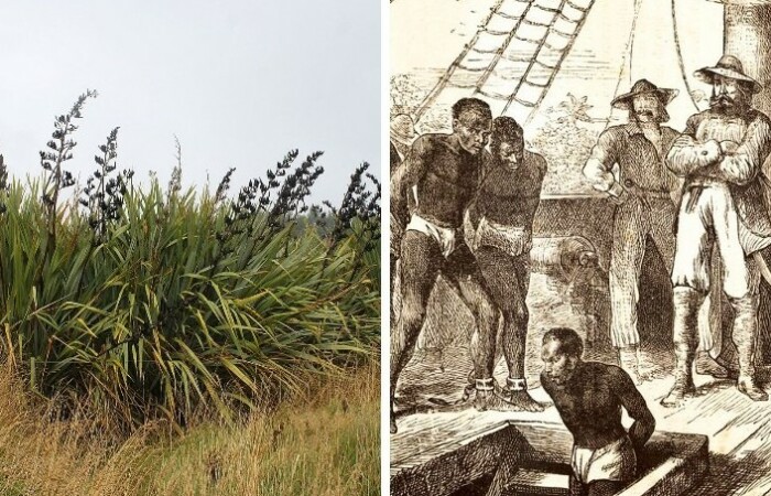 На остров часто привозили рабов, а новозеландский лен стал материалом для изготовления бечевки, чтобы ею торговать.