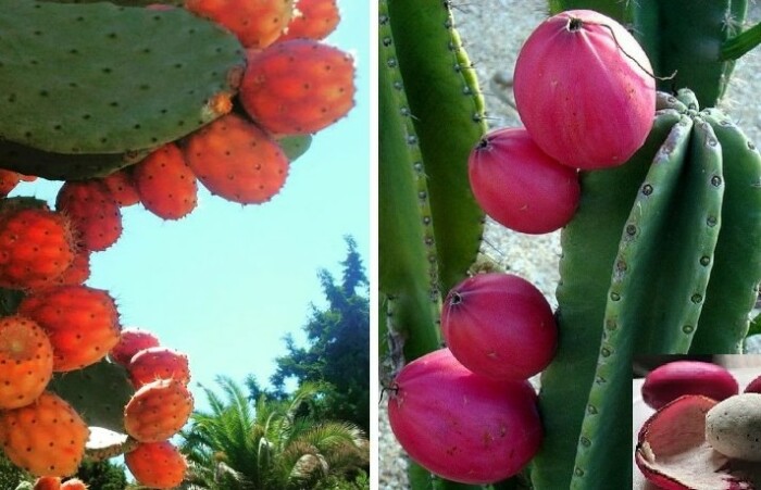 Съедобные плоды кактусов подсемейства опунциевых.