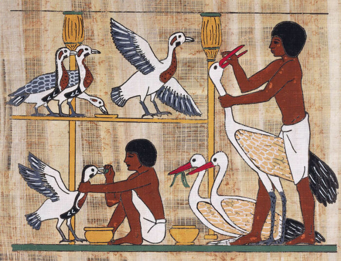 Гусей начали откармливать еще в Древнем Египте. / Фото: atlasobscura.com