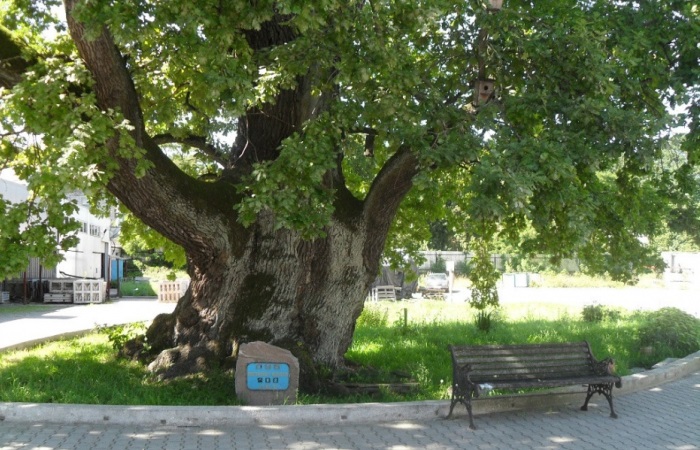 Грюнвальдский дуб в Калининградской области / Фото: kaliningradinfo.ru