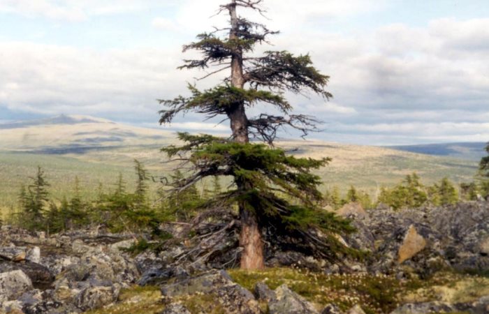 Самые известные деревья России - где они находятся и чем знамениты 