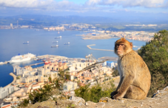 Обезьяны считаются символом Гибралтара. / Фото: vokrugsveta.ru