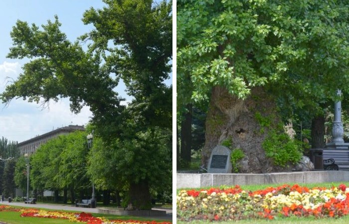 Самые известные деревья России - где они находятся и чем знамениты 