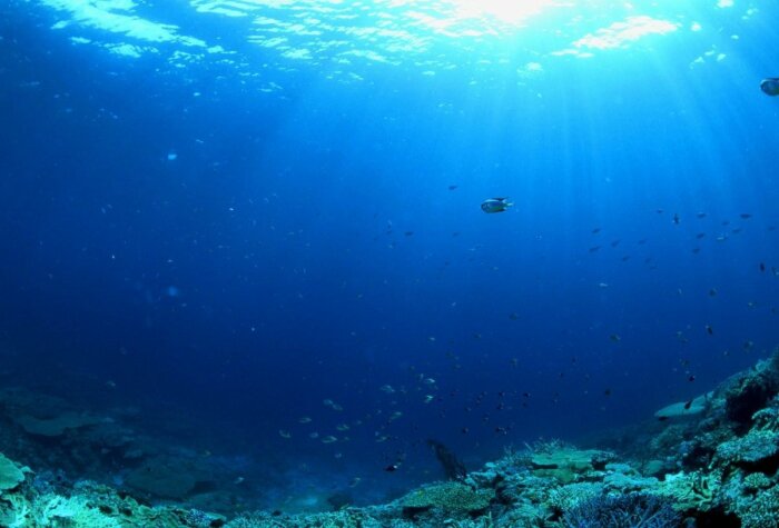 Подводный мир Эльгыгытгын /Фото: catherineasquithgallery.com