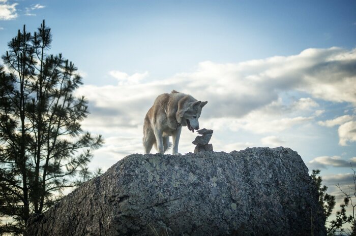 Волк на горе /Фото: bangkokbook.ru