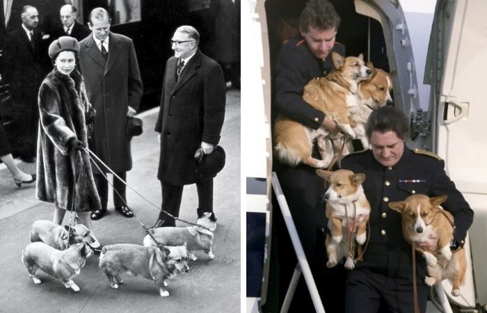 Королева Елизавета II нередко путешествовала вместе со своими собаками Королева Елизавета II нередко путешествовала вместе со своими собаками