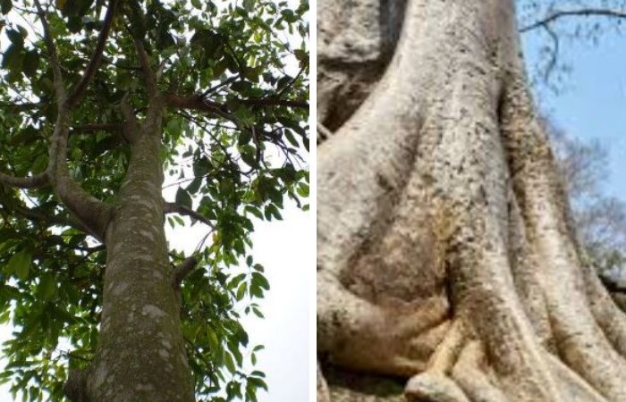 Агаровые деревья Агаровые деревья