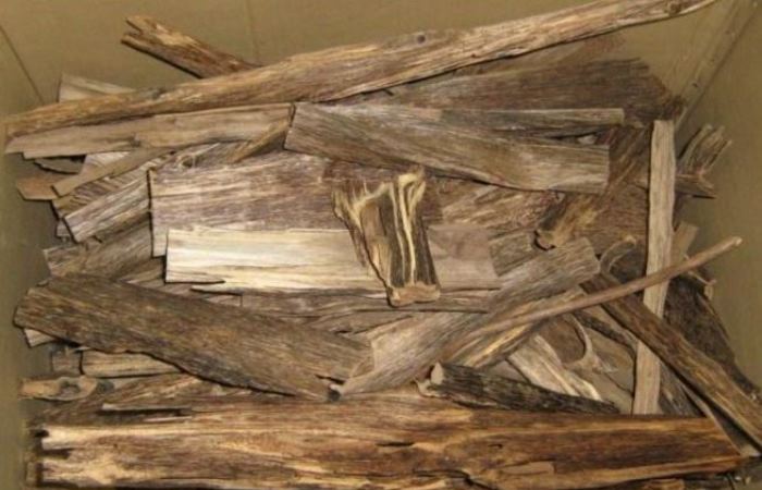 Особо ценные благоухающие деревья называются кьяра