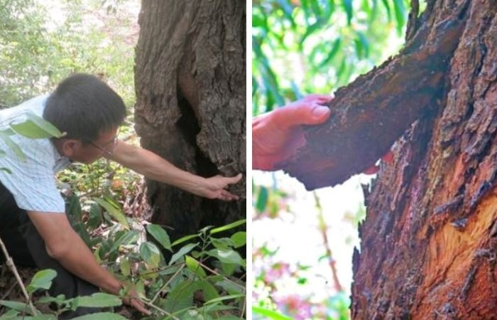 Поиски кинама Поиски кинама