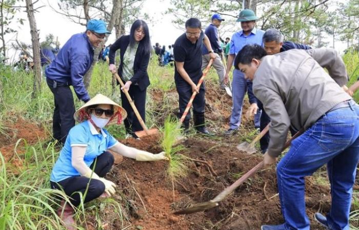 Многие пытаются выращивать кинам искусственно, но мало кому это удается