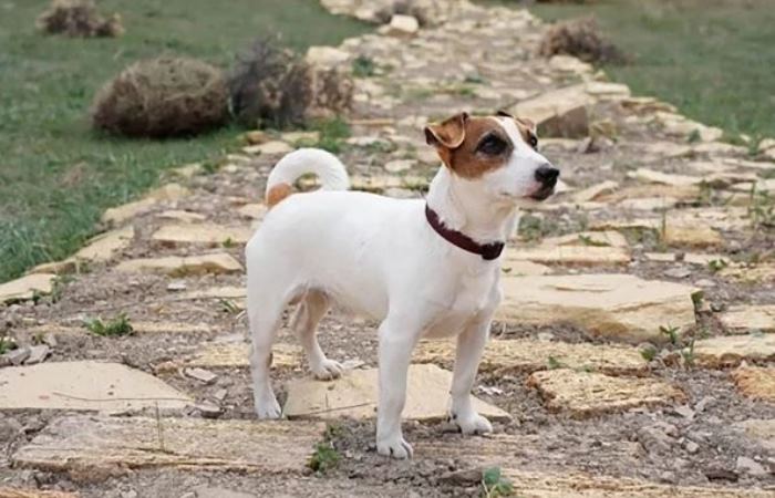 Актер фильма - джек-рассел Уджер в роли Тотошки Актер фильма - джек-рассел Уджер в роли Тотошки