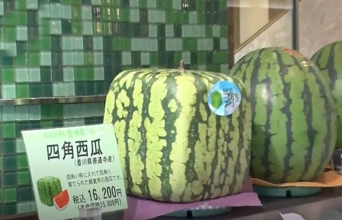 Квадратный арбуз стоит намного дороже обычного.