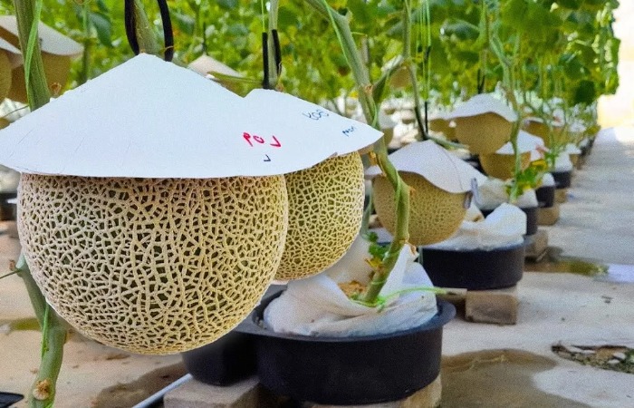 Выращивание элитных сортов фруктов и ягод.