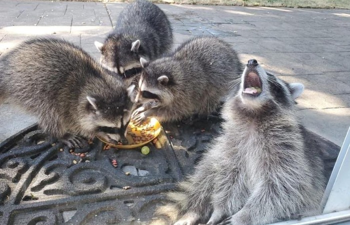 Еноты держали в страхе всю улицу. Еноты держали в страхе всю улицу.