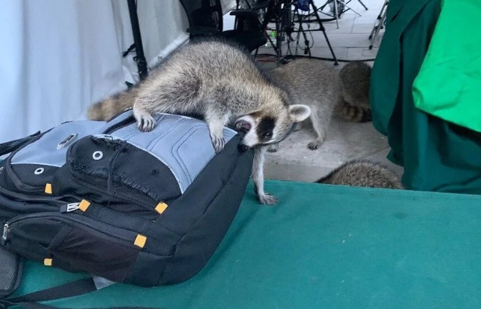 Еноты могут воровать вещи и еду. Еноты могут воровать вещи и еду.