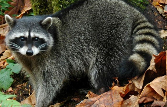 Енот-полоскун. Енот-полоскун.