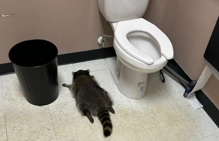 Енот пробрался в винный магазин и напился. Енот пробрался в винный магазин и напился.