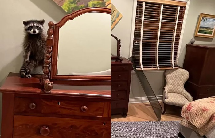 Енот-воришка. Енот-воришка.