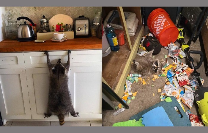 Хулиганистое поведение енотов. Хулиганистое поведение енотов.