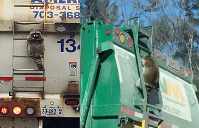 Еноты застряли на мусоровозе. Еноты застряли на мусоровозе.