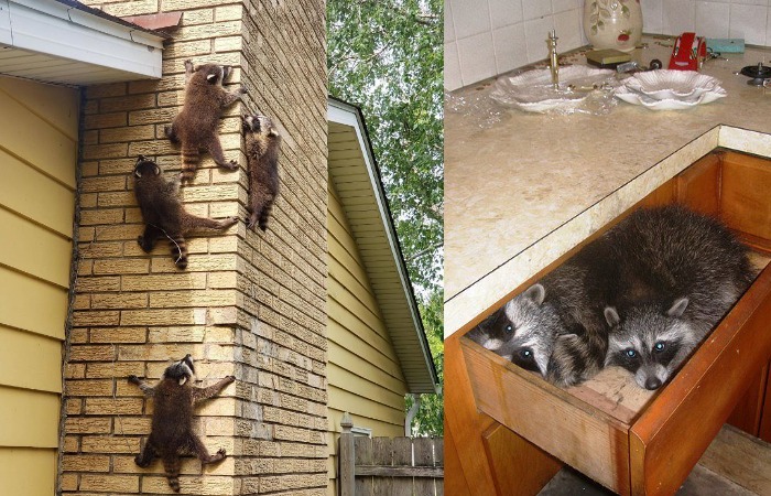 Поведение енотов. Поведение енотов.