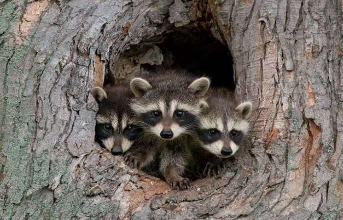 Размножение енотов в большом количестве и вносимый вред поставил их в инвазивный вид. Размножение енотов в большом количестве и вносимый вред поставил их в инвазивный вид.