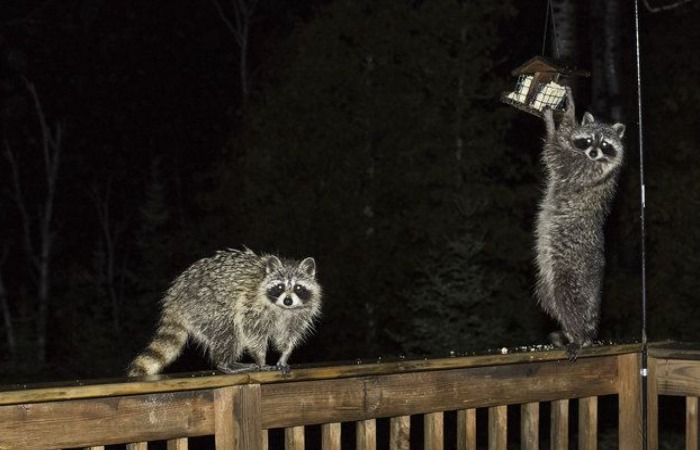 Еноты ведут в основном ночной образ жизни. Еноты ведут в основном ночной образ жизни.
