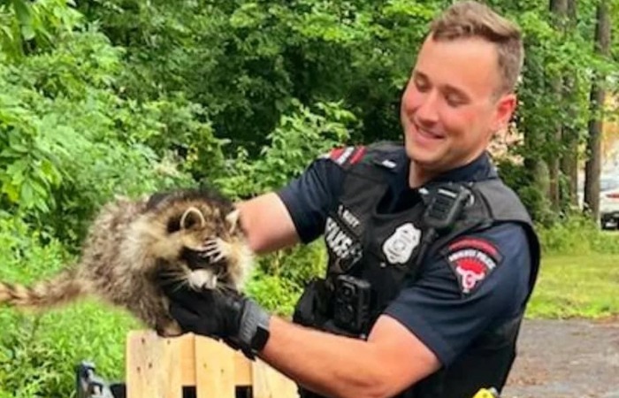 Бороться с енотами вызывают полицию. Бороться с енотами вызывают полицию.