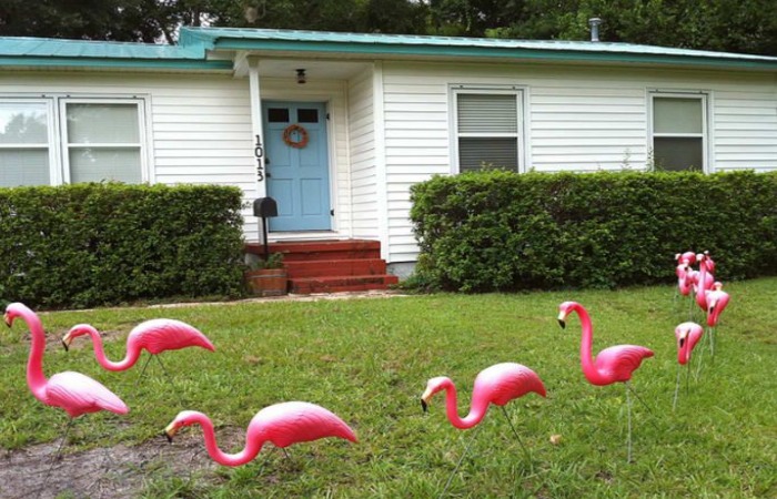 Пластмассовые фламинго как декор для газонов. Пластмассовые фламинго как декор для газонов.