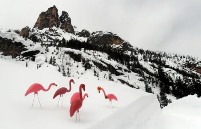 Розовые фламинго как указатели опасной зоны. Розовые фламинго как указатели опасной зоны.