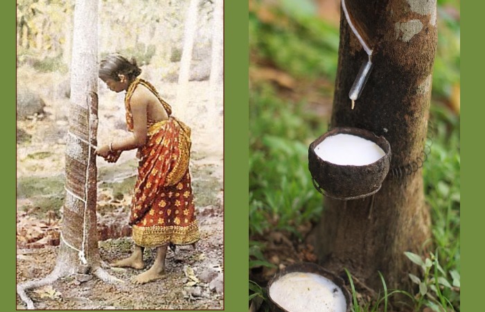 Гевея, добывание млечного сока, который превращается в каучук.